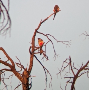 Northiella haematogaster at Mungo National Park - 1 Apr 2024 07:50 AM