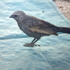 Struthidea cinerea (Apostlebird) at Mungo, NSW - 31 Mar 2024 by Darcy