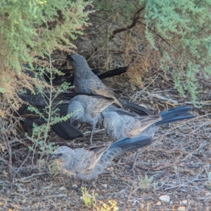 Struthidea cinerea at Mungo National Park - 1 Apr 2024