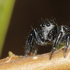 Unverified Jumping or peacock spider (Salticidae) at Saint Lucia, QLD - 5 Aug 2023 by smithga