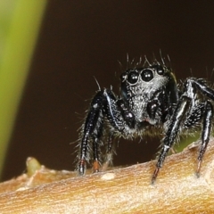 Unidentified Jumping or peacock spider (Salticidae) at suppressed - 5 Aug 2023 by smithga
