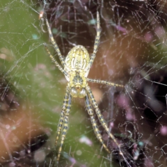 Unverified Other web-building spider at Saint Lucia, QLD - 22 Jul 2023 by smithga