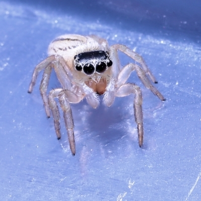 Unidentified Jumping or peacock spider (Salticidae) at Robertson, QLD - 2 Oct 2022 by smithga