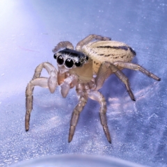 Maratus scutulatus at Robertson, QLD - 2 Oct 2022 08:30 PM