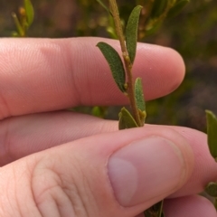 Acacia wilhelmiana (Wilhelm's Wattle) at Pooncarie, NSW - 31 Mar 2024 by Darcy