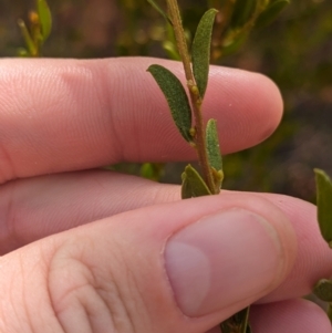 Acacia wilhelmiana at Pooncarie, NSW - 31 Mar 2024