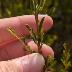 Acacia wilhelmiana at Pooncarie, NSW - 31 Mar 2024