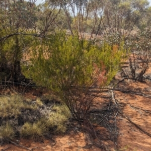 Acacia wilhelmiana at Pooncarie, NSW - 31 Mar 2024