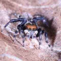 Maratus griseus (Jumping spider) at Victoria Point, QLD - 7 Oct 2022 by smithga