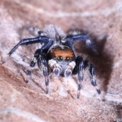 Unidentified Jumping or peacock spider (Salticidae) at suppressed - 7 Oct 2022 by smithga