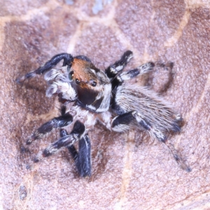 Maratus griseus at Victoria Point, QLD - suppressed