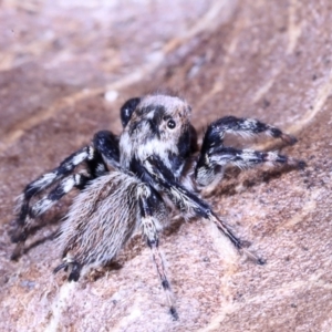 Maratus griseus at Victoria Point, QLD - suppressed