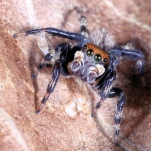 Maratus griseus at Victoria Point, QLD - suppressed