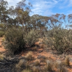 Bossiaea walkeri at Pooncarie, NSW - 31 Mar 2024