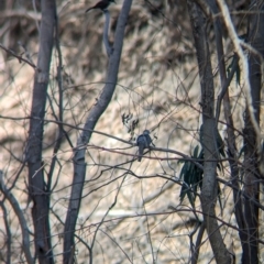 Geopelia placida (Peaceful Dove) at Pooncarie, NSW - 31 Mar 2024 by Darcy