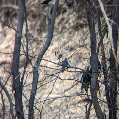 Geopelia placida (Peaceful Dove) at Pooncarie, NSW - 31 Mar 2024 by Darcy