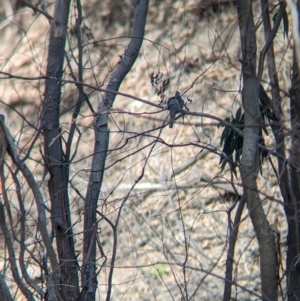 Geopelia placida at Pooncarie, NSW - 31 Mar 2024