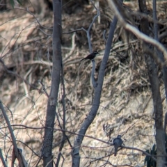 Pomatostomus superciliosus (White-browed Babbler) at Pooncarie, NSW - 31 Mar 2024 by Darcy