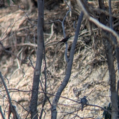 Pomatostomus superciliosus (White-browed Babbler) at Pooncarie, NSW - 31 Mar 2024 by Darcy