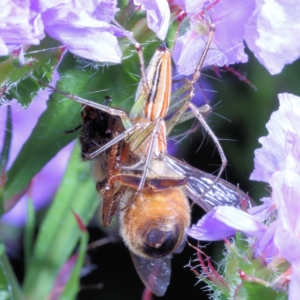 Oxyopes sp. (genus) at Victoria Point, QLD - suppressed