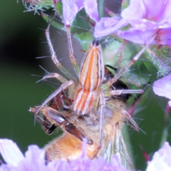 Oxyopes sp. (genus) at Victoria Point, QLD - suppressed