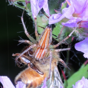 Oxyopes sp. (genus) at Victoria Point, QLD - suppressed