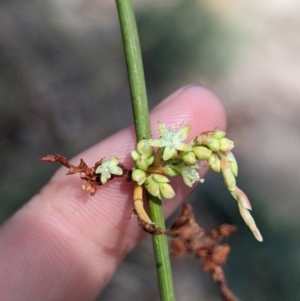 Duma florulenta at Pooncarie, NSW - 31 Mar 2024 01:12 PM