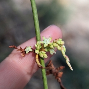 Duma florulenta at Pooncarie, NSW - 31 Mar 2024 01:12 PM