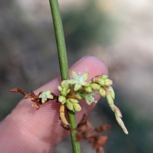 Duma florulenta at Pooncarie, NSW - 31 Mar 2024