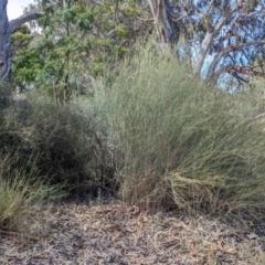 Duma florulenta at Pooncarie, NSW - 31 Mar 2024