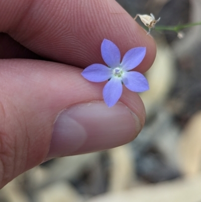 Wahlenbergia flumalis at Pooncarie, NSW - 31 Mar 2024 by Darcy