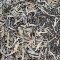 Wahlenbergia flumalis at Pooncarie, NSW - 31 Mar 2024 02:24 PM