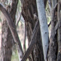 Climacteris picumnus picumnus (Brown Treecreeper) at Pooncarie, NSW - 31 Mar 2024 by Darcy