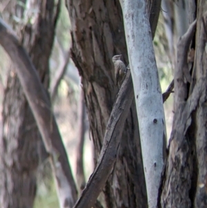 Climacteris picumnus picumnus at Pooncarie, NSW - 31 Mar 2024 02:25 PM