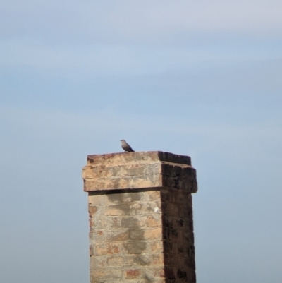 Climacteris picumnus (Brown Treecreeper) at Yanga National Park - 1 Apr 2024 by Darcy