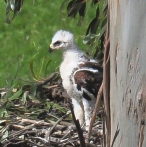 Aquila audax at Strzelecki, VIC - 28 Oct 2016