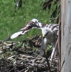 Aquila audax at Strzelecki, VIC - suppressed