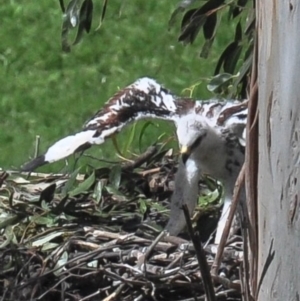 Aquila audax at Strzelecki, VIC - 28 Oct 2016