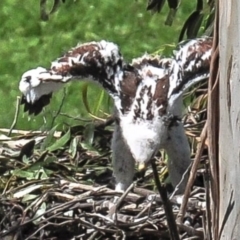 Aquila audax at Strzelecki, VIC - 28 Oct 2016