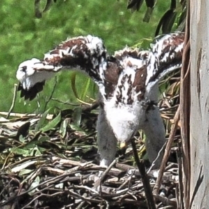 Aquila audax at Strzelecki, VIC - 28 Oct 2016