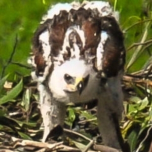 Aquila audax at Strzelecki, VIC - 28 Oct 2016