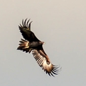 Aquila audax at Strzelecki, VIC - suppressed