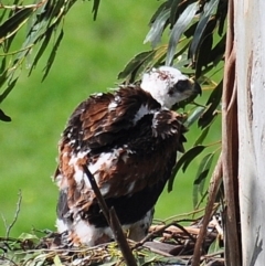 Aquila audax at Strzelecki, VIC - suppressed