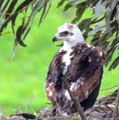 Aquila audax at Strzelecki, VIC - suppressed