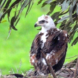 Aquila audax at Strzelecki, VIC - suppressed