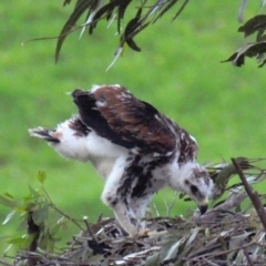 Aquila audax at Strzelecki, VIC - suppressed