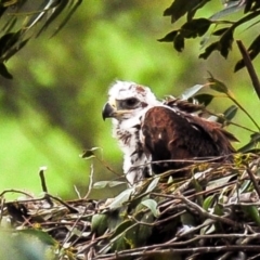 Aquila audax at Strzelecki, VIC - suppressed