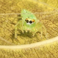 Mopsus mormon (Green Jumping Spider) at Saint Lucia, QLD - 5 Aug 2023 by smithga