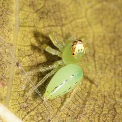 Mopsus mormon at Saint Lucia, QLD - 5 Aug 2023 03:51 PM