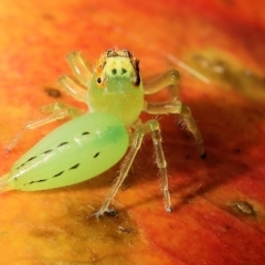 Mopsus mormon at Saint Lucia, QLD - 5 Aug 2023 03:51 PM